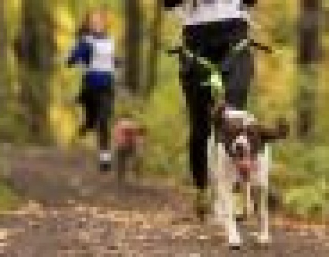 Sports canins attelés : Une nouvelle course à Sacré-Coeur-de-Jésus