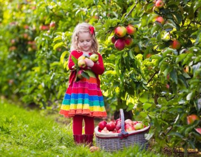 Deuxième édition d'un événement gourmand dans la région de Thetford : La route des vergers en fête !