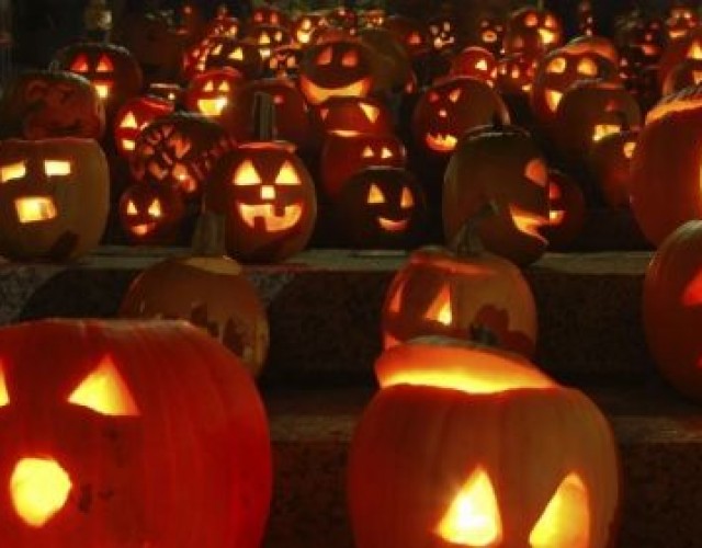 Animaux à l'honneur pour l'Halloween